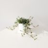 Indoor plants houseplants interiorplants plant sale Mississauga Toronto Etobicoke Brampton Oakville Burlington GTA Pilea aquamarine