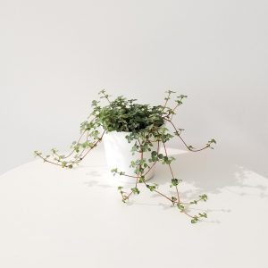Indoor plants houseplants interiorplants plant sale Mississauga Toronto Etobicoke Brampton Oakville Burlington GTA Pilea aquamarine