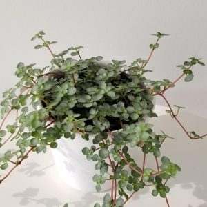 Indoor plants houseplants interiorplants plant sale Mississauga Toronto Etobicoke Brampton Oakville Burlington GTA Pilea aquamarine