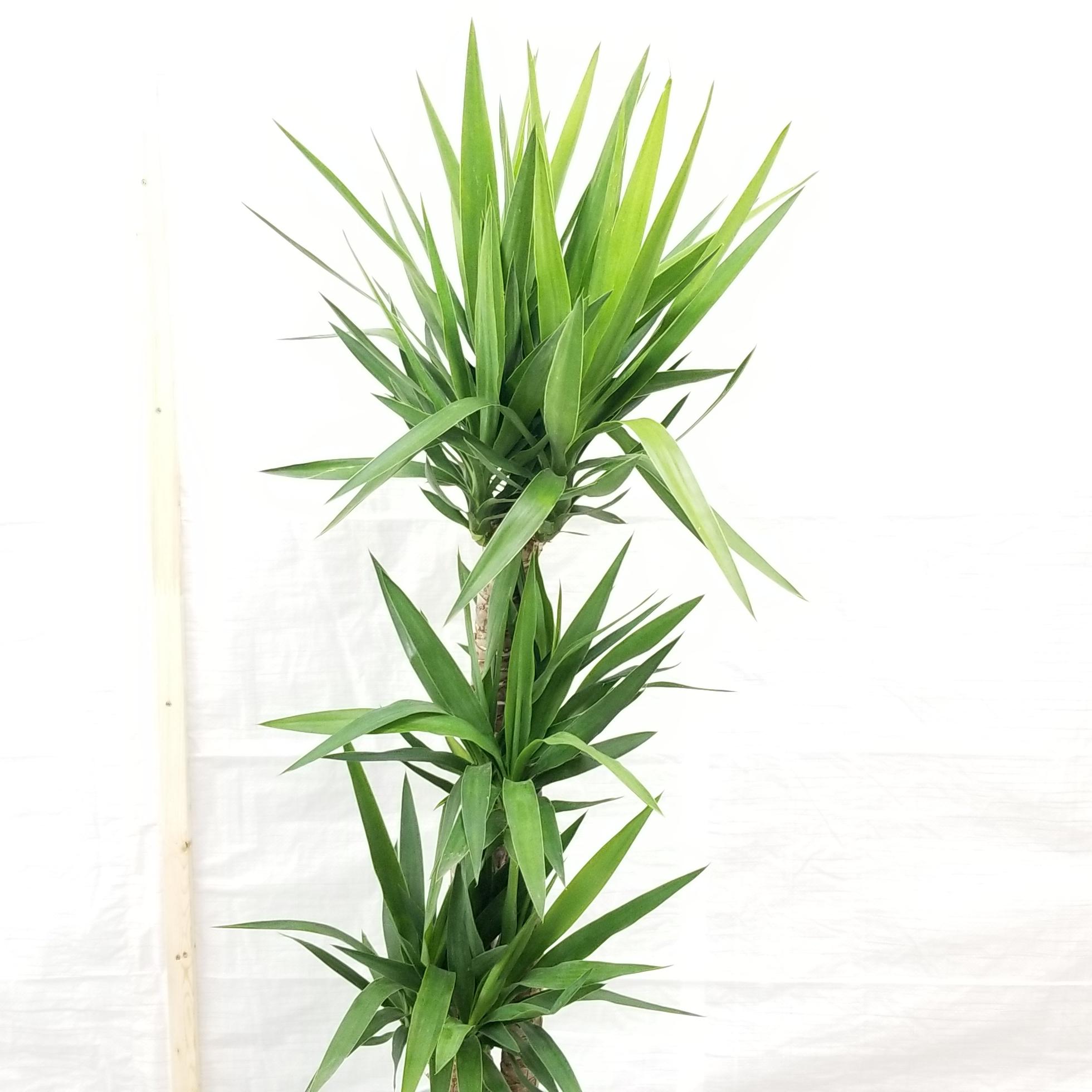 Yucca Cane Indoor plants Houseplants Office plants GTA Toronto Brampton Mississauga Oakville Burlington Hamilton Kipling Islington Etobicoke
