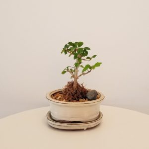 bonsai ficus in 5 inch decorative ceramic container plant gifts Indoor plants officeplants houseplants GTA Toronto Mississauga Oakville