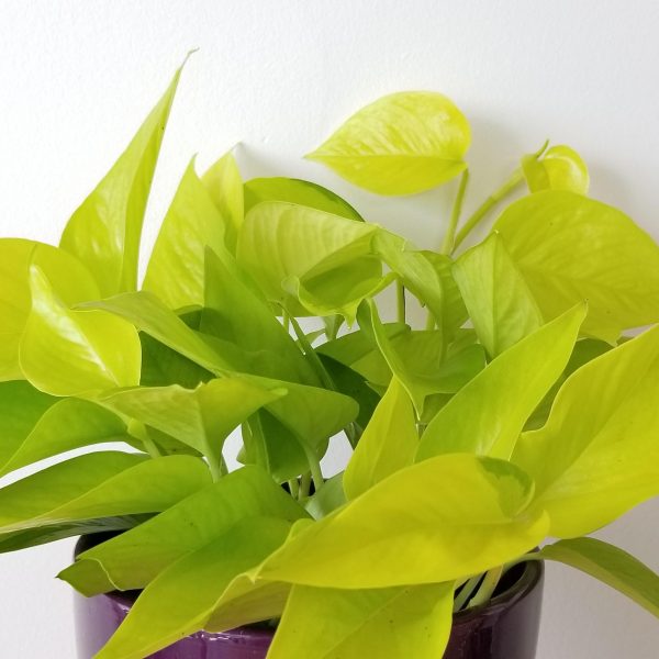 Beautiful healthy indoor plants houseplants interiorplants plant shop Mississauga Toronto Etobicoke Brampton Burlington Oakville Hamilton GTA air-purifying green plants Pothos Neon