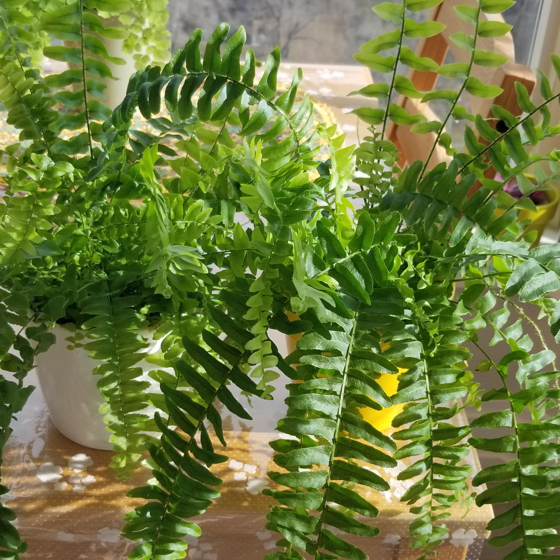 fern boston houseplants interior plants Mississauga Etobicoke Oakville Woodbridge Richmond Hill Markham other GTA