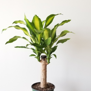 dracaena massangeana indoor plants houseplants plant sale Toronto Etobicoke Mississauga Brampton Burlington Oakville GTA