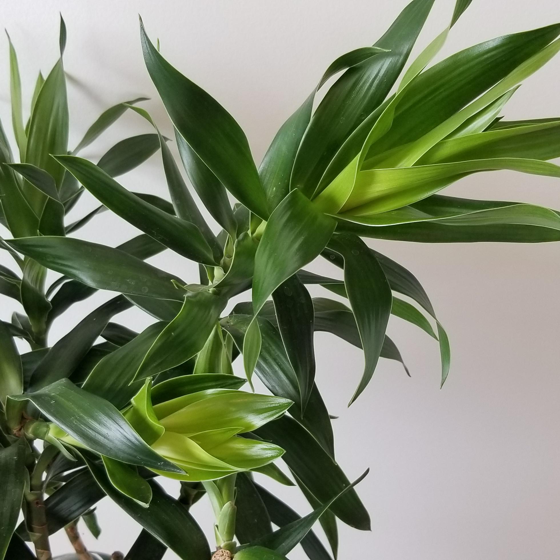 Dracaena Reflexa green air-purifying Indoor plants houseplants sale GTA Mississauga Toronto Etobicoke Brampton Oakville Burlington Grimsby Hamilton