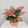 Aglaonema Pink Delicate in decorative ceramic container Happy Valentine's Day plant-filled gifts Indoor plants houseplants GTA Toronto Mississauga etc