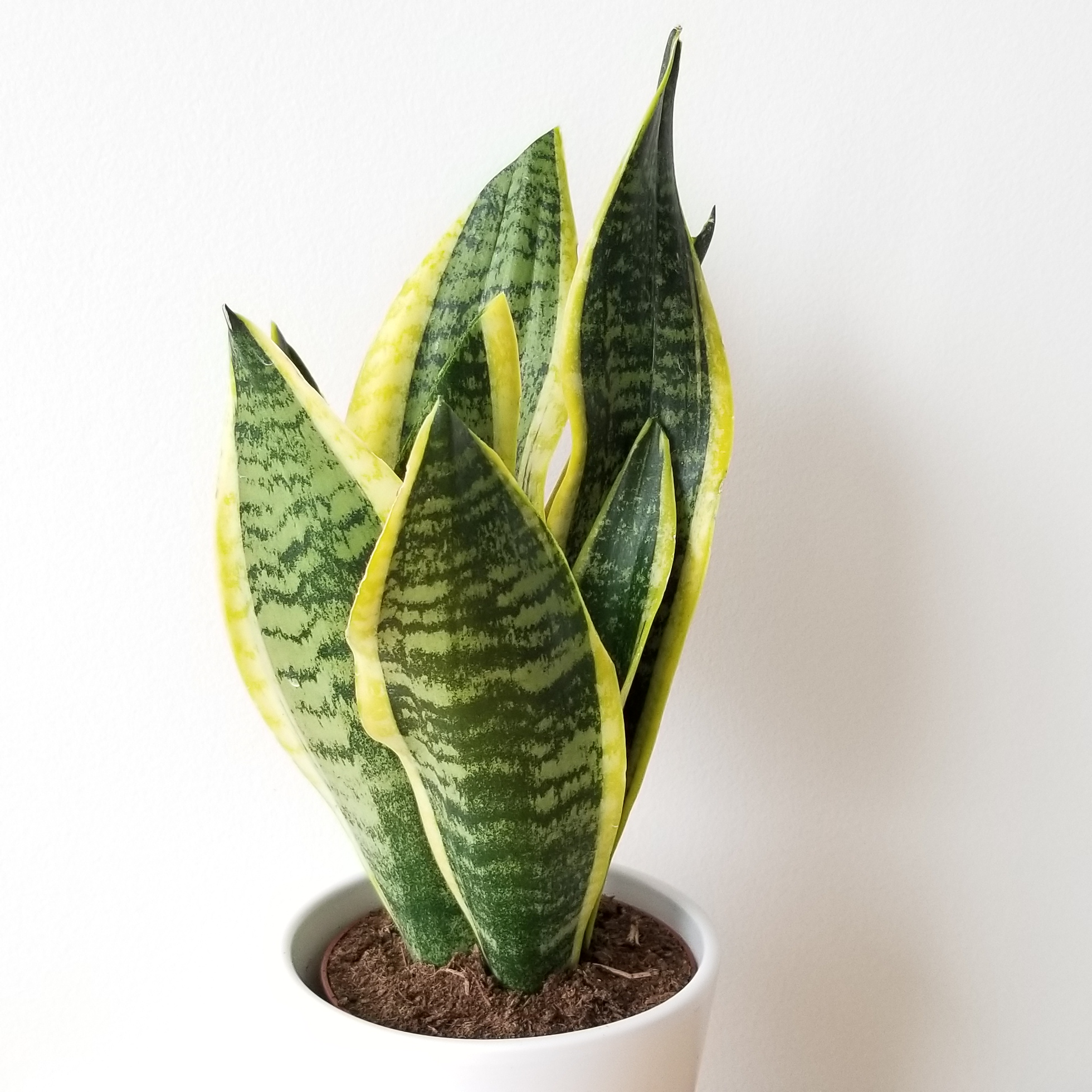 Sansevieria Futura Superba Interiorplants Ca