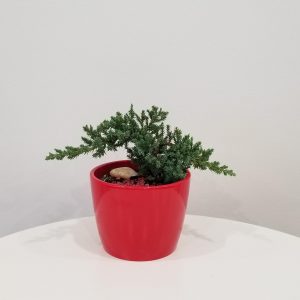 Happy Valentine's Day Bonsai Juniper in decorative ceramic container plant-filled gifts indoor plants houseplants GTA Toronto Mississauga