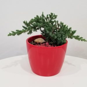 Happy Valentine's Day Bonsai Juniper in decorative ceramic container plant-filled gifts indoor plants houseplants GTA Toronto Mississauga