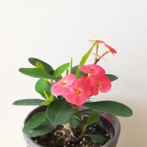 crown of thorns succulents indoor plants houseplants Toronto Mississauga Oakville Etobicoke Hamilton Kitchener plant gifts delivery GTA and beyond