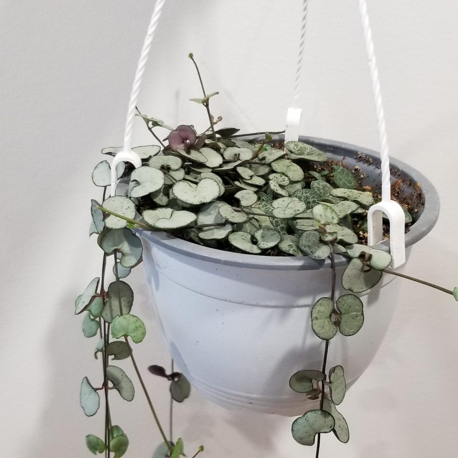 String of Hearts InteriorPlants.ca