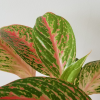 Aglaonema indoor plants houseplants interiorplants GTA