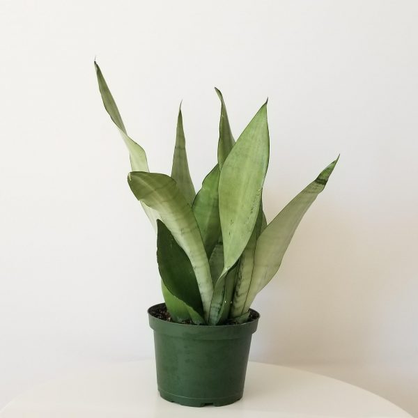 sansevieria moonshine air-purifying indoor office plants houseplants Toronto Mississauga Etobicoke Oakville Brampton other GTA
