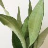 sansevieria moonshine air-purifying indoor office plants houseplants Toronto Mississauga Etobicoke Oakville Brampton other GTA
