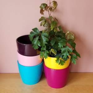 decorative ceramic containers 'Marlow' in variety for indoor plants houseplants sale Mississauga Toronto Brampton Burlington Oakville GTA