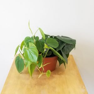 philodendron heartleaf green air-purifying indoor plants houseplants Toronto Mississauga Brampton