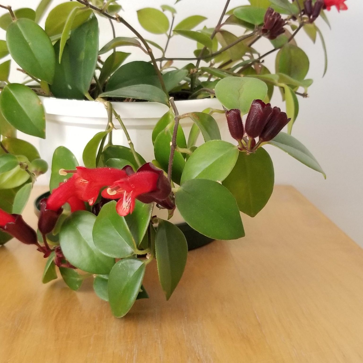 Lipstick Plant 8" hanging basket InteriorPlants.ca