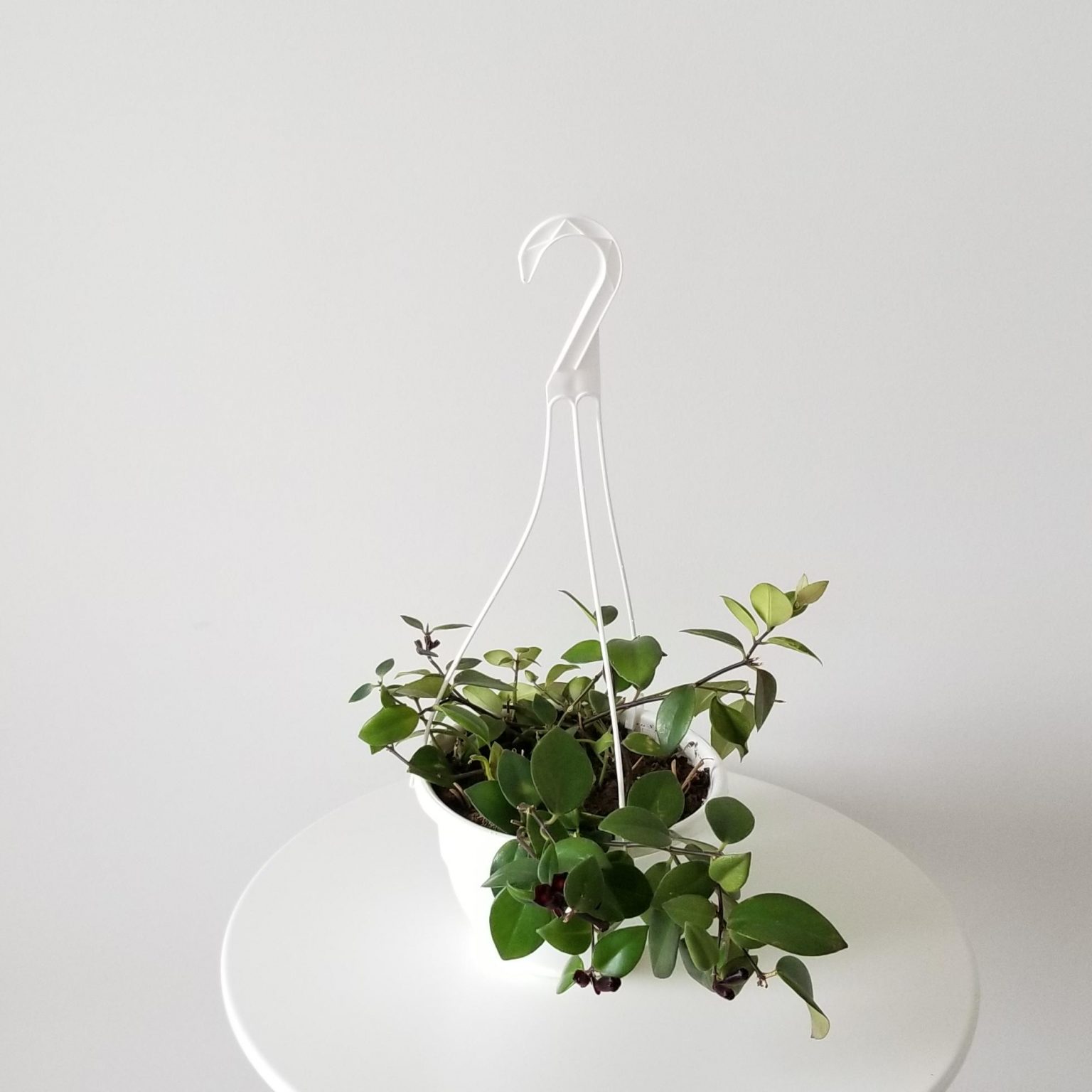 Lipstick Plant 8" hanging basket InteriorPlants.ca