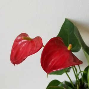 Beautiful Anthurium Collection in a white ceramic container. Keep it in bright indirect light or in the morning sunlight and it will happily re-bloom every year. Lovely gift with long-lasting and re-blooming flowers!