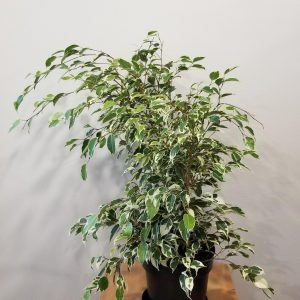 Ficus benjamina bush air-purifying indoor office plants houseplants Toronto Mississauga Brampton Hamilton other GTA areas