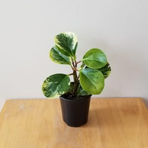 peperomia obtusifolia variegated indoor plants houseplants interior plants GTA Mississauga Toronto Etobicoke Brampton Oakville Markham other areas