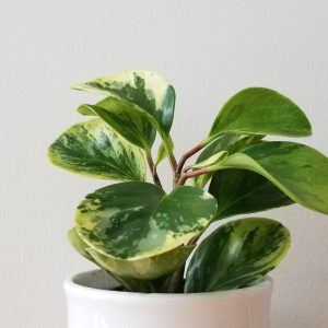 peperomia obtusifolia variegated indoor plants houseplants interior plants GTA Mississauga Toronto Etobicoke Brampton Oakville other areas