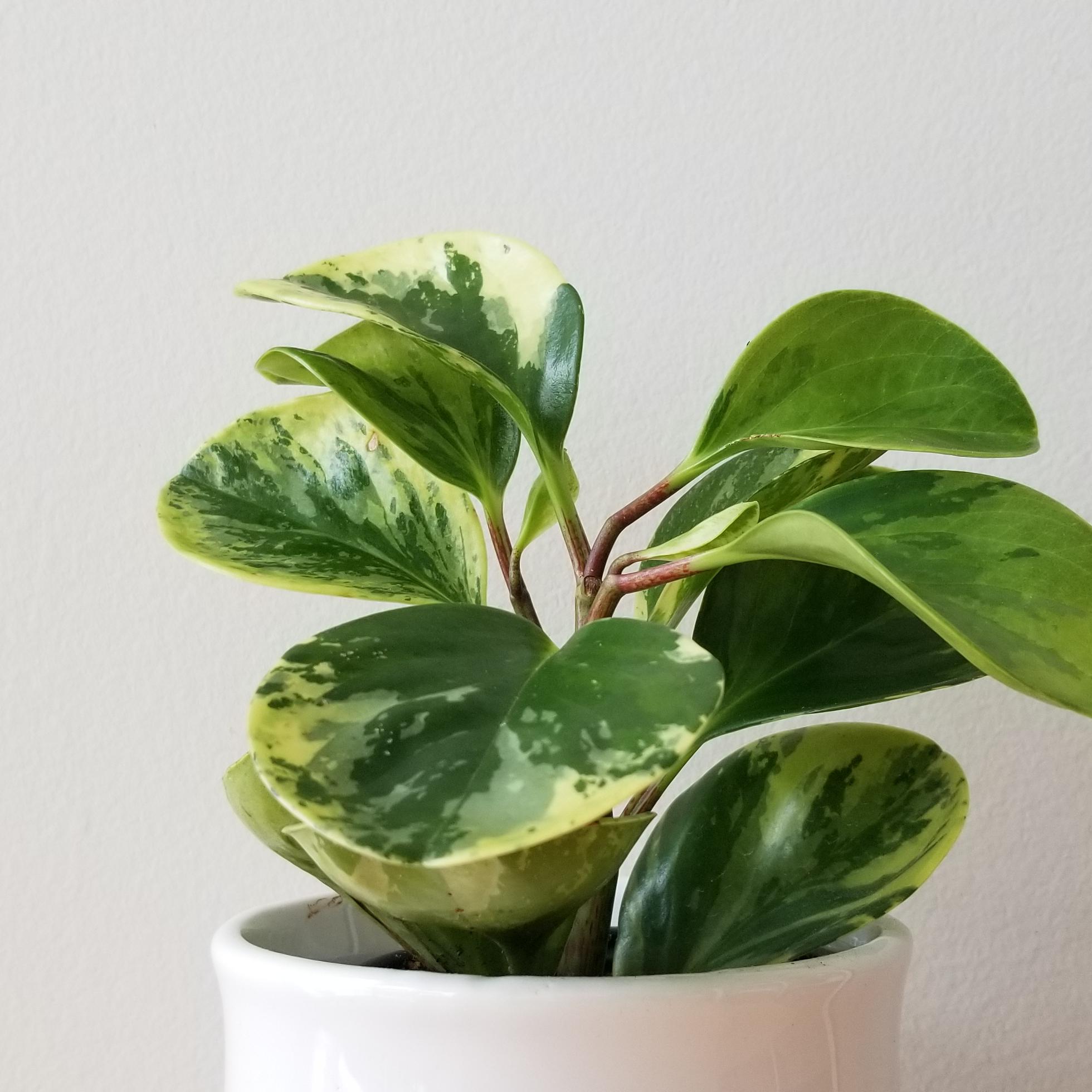 peperomia obtusifolia variegated 3.5in 5 peperomia obtusifolia variegated indoor plants houseplants interior plants GTA Mississauga Toronto Etobicoke Brampton Oakville other areas