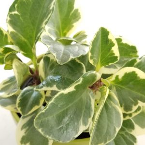 peperomia obtusifolia variegated indoor plants houseplants interior plants GTA Mississauga Toronto Etobicoke Brampton Oakville Burlington Milton