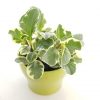 peperomia obtusifolia variegated indoor plants houseplants interior plants GTA Mississauga Toronto Etobicoke Brampton Oakville Burlington Milton