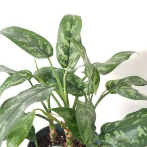 aglaonema green 6in Super Maria air-purifying indoor plants office plants GTA Toronto Mississauga