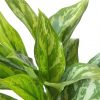 plant gifts air-purifying indoor plants sale Mississauga Toronto Brampton Oakville Etobicoke Burlington GTA Aglaonema Super Maria Chinese Evergreen