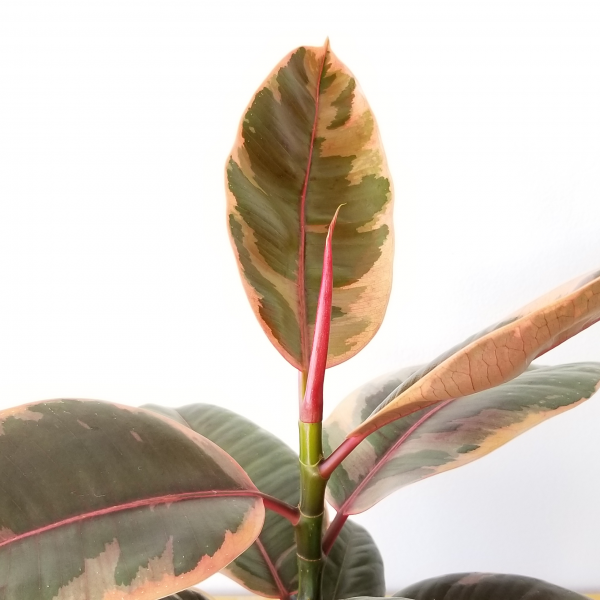 Ficus Ruby: The Stunning Rubber Plant with Ruby Red Leaves