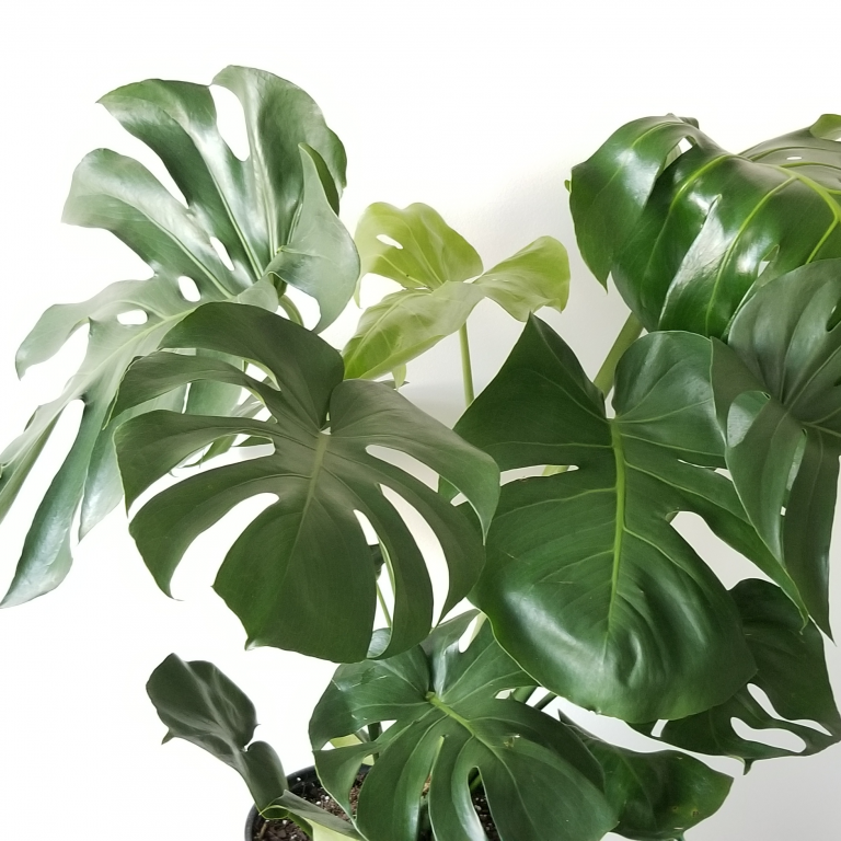 Philodendron Monstera InteriorPlants.ca