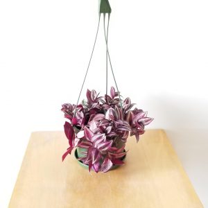 Ttradescantia purple hanging basket Plant-filled gifts Houseplants Indoor plants Office Plants GTA Toronto Mississauga Etobicoke Islington Kipling area Brampton Burlington Oakville Hamilton Grimsby