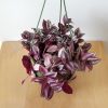 Ttradescantia purple hanging basket Plant-filled gifts Houseplants Indoor plants Office Plants GTA Toronto Mississauga Etobicoke Islington Kipling area Brampton Burlington Oakville Hamilton Grimsby