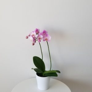 Orchid Phalaenopsis 5″ Magnifica Pink Delicate in Deco Ceramic Flowering indoor plants houseplants office plants corporate gifts flowers GTA delivery