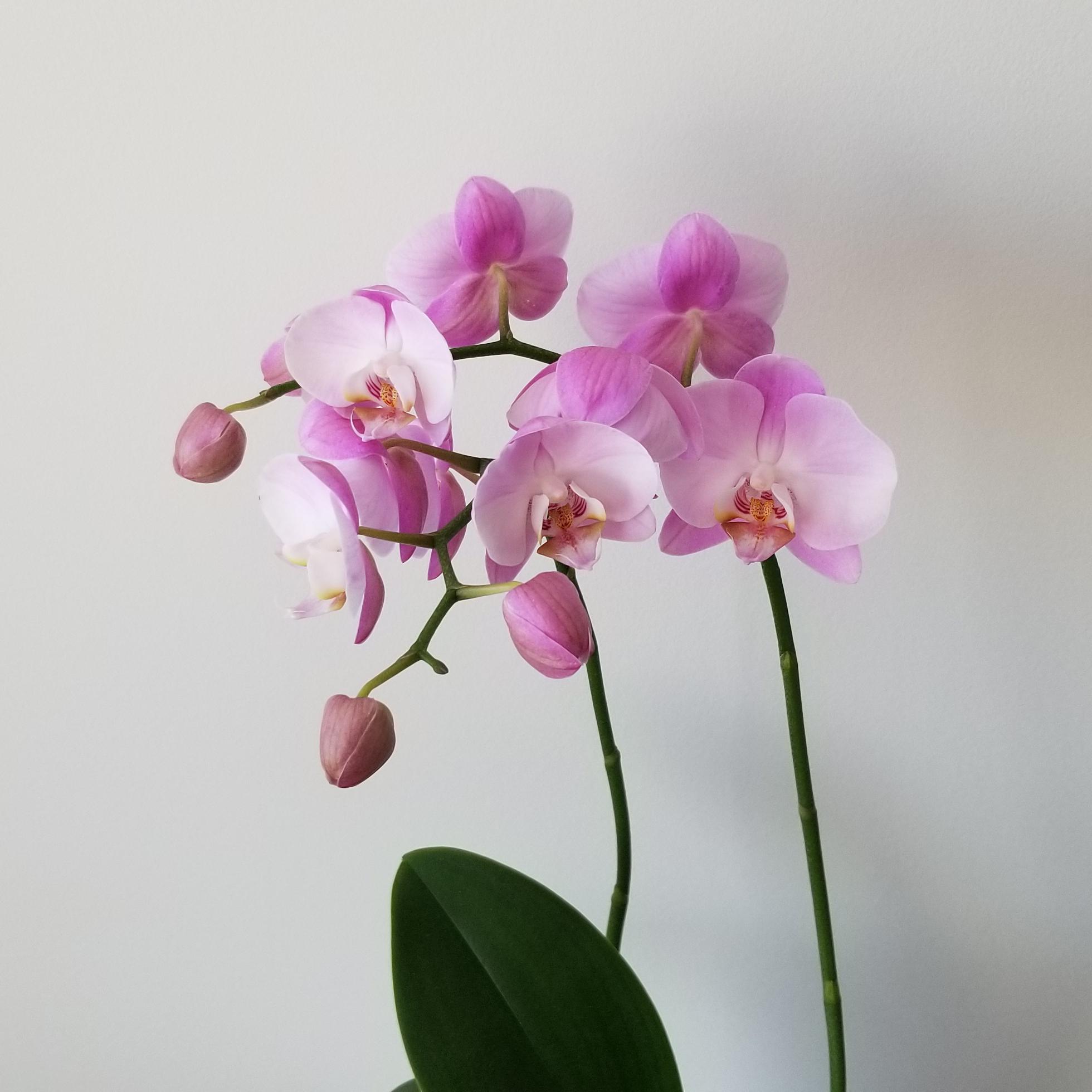 Orchid Phalaenopsis 5″ Magnifica Pink Delicate in Deco Ceramic Flowering indoor plants houseplants office plants corporate gifts flowers GTA delivery
