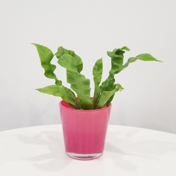 Fern Crispy Wave in decorative glass container Happy Valentine's Day plant-filled gift air-purifying indoor plants houseplants Toronto Mississauga Brampton etc