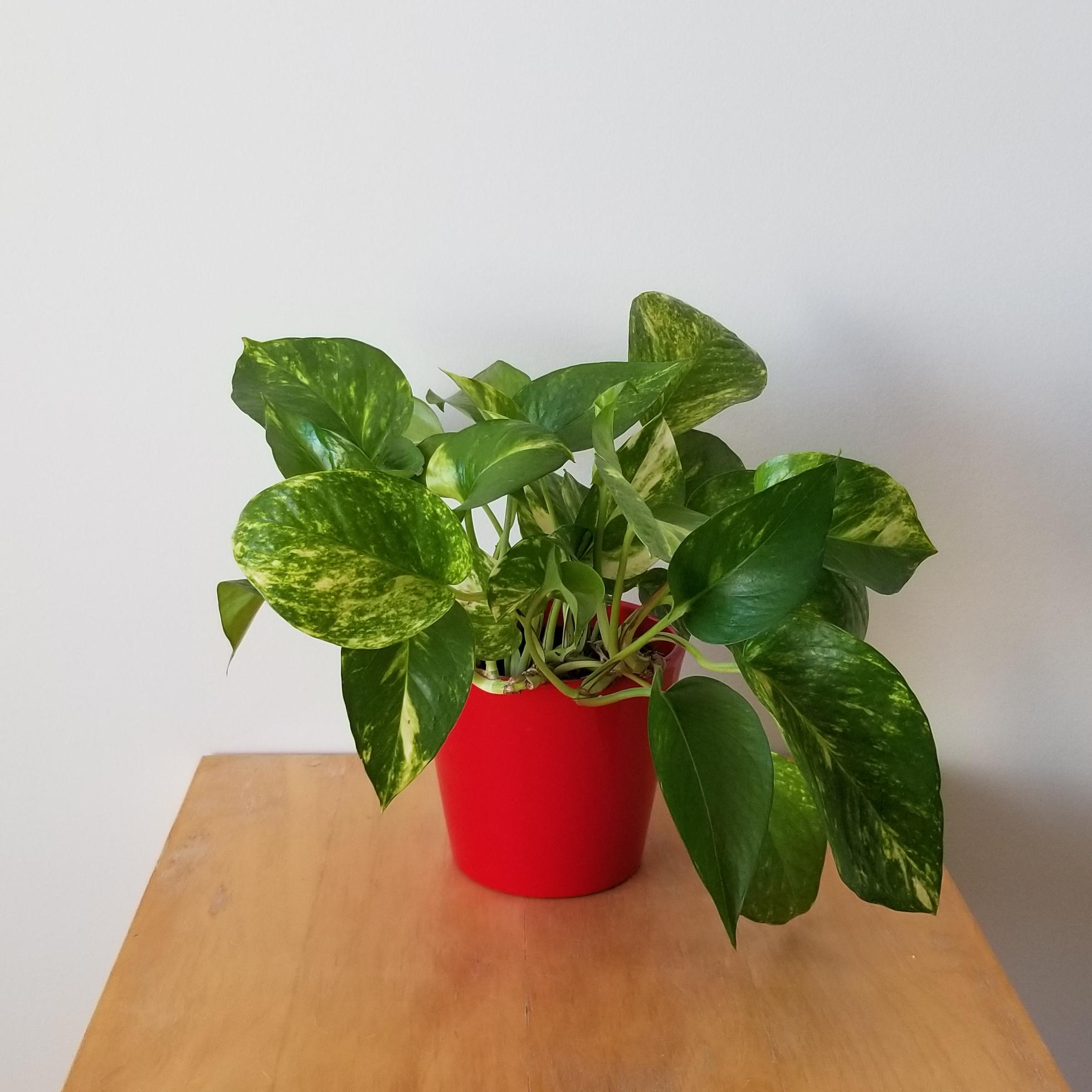 money plant 5in in red deco 1 money plant golden pothos in red decorative pot air-purifying indoor plants houseplants gifts Happy Valentine's Toronto Mississauga Brampton Etobicoke Oakville other GTA