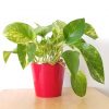 money plant golden pothos in red decorative pot air-purifying indoor plants houseplants gifts Happy Valentine's Toronto Mississauga Brampton Etobicoke Oakville other GTA