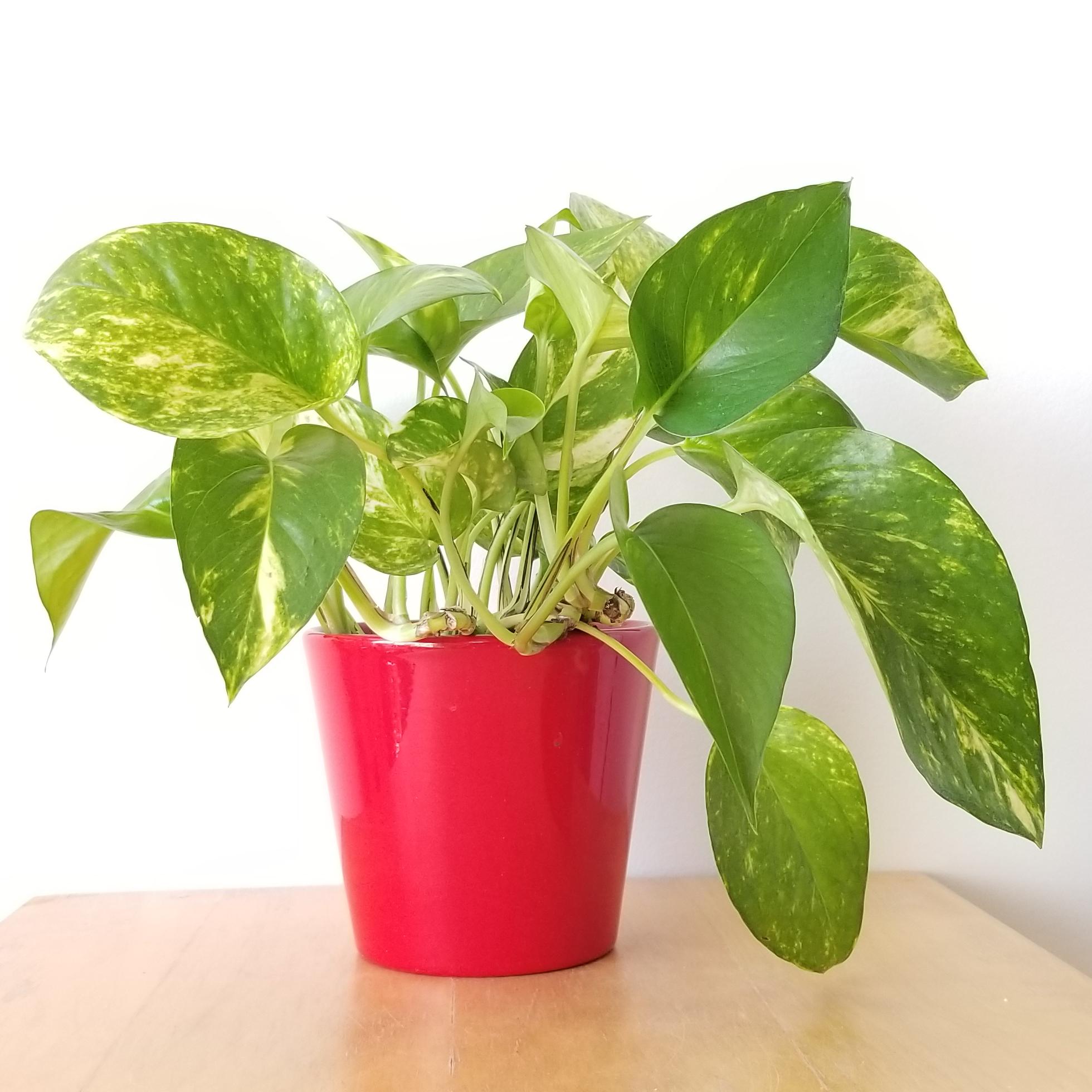 money plant 5in in red deco 2 money plant golden pothos in red decorative pot air-purifying indoor plants houseplants gifts Happy Valentine's Toronto Mississauga Brampton Etobicoke Oakville other GTA