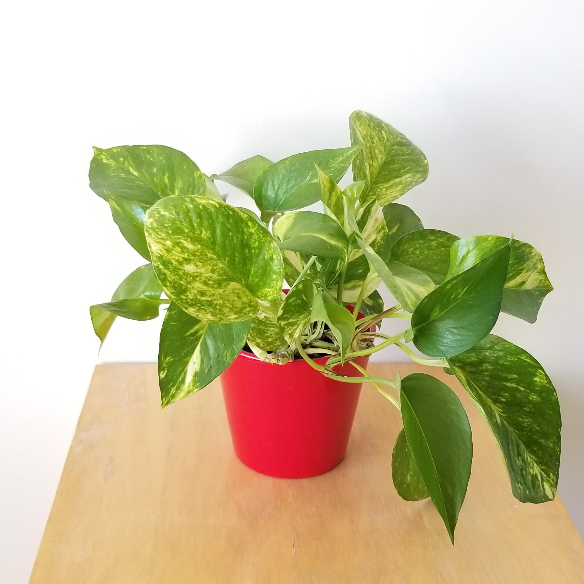 money plant 5in in red deco 3 money plant golden pothos in red decorative pot air-purifying indoor plants houseplants gifts Happy Valentine's Toronto Mississauga Brampton Etobicoke Oakville other GTA