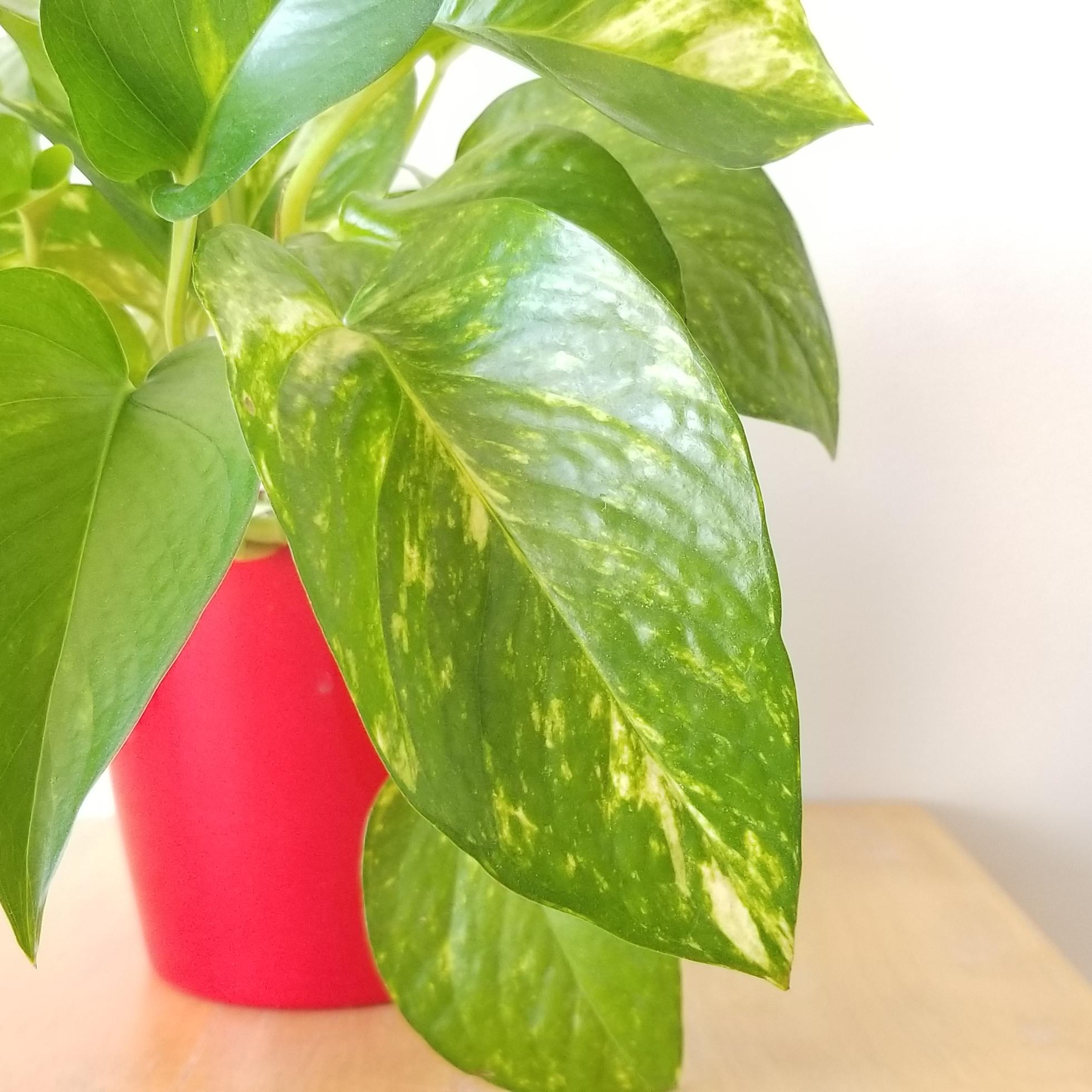 money plant 5in in red deco 4 money plant golden pothos in red decorative pot air-purifying indoor plants houseplants gifts Happy Valentine's Toronto Mississauga Brampton Etobicoke Oakville other GTA