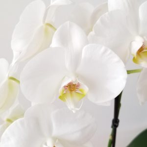 Happy Mother's Day gifts flowering plants orchid white blooms flowering and green indoor plants houseplants office plants plant gifts GTA Mississauga Toronto Milton Burlington Brampton Markham Richmond Hill other GTA