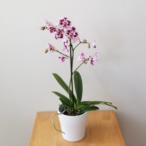 orchid phalaenopsis delicate lilac blooms in decorative ceramic container flowering plants gifts GTA Toronto Mississauga Oakville Burlington Grimsby Etobicoke