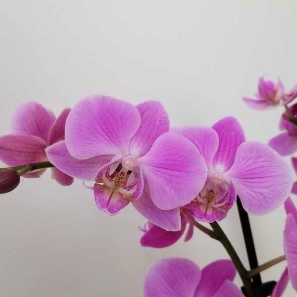 Orchid Phalaenopsis 5″ Magnifica Pink Delicate in Deco Ceramic Flowering indoor plants houseplants office plants corporate gifts flowers GTA delivery