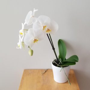orchid phalaenopsis in decorative ceramic container plant-filled gifts flowering indoor office plants houseplants GTA Toronto Mississauga Brampton Oakville Etobicoke Hamilton etc