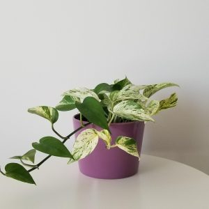 pothos marble queen in deco ceramic pot air-purifying indoor plants vines houseplants interior plant gifts Toronto Oakville Woodbridge Mississauga Etobicoke other GTA