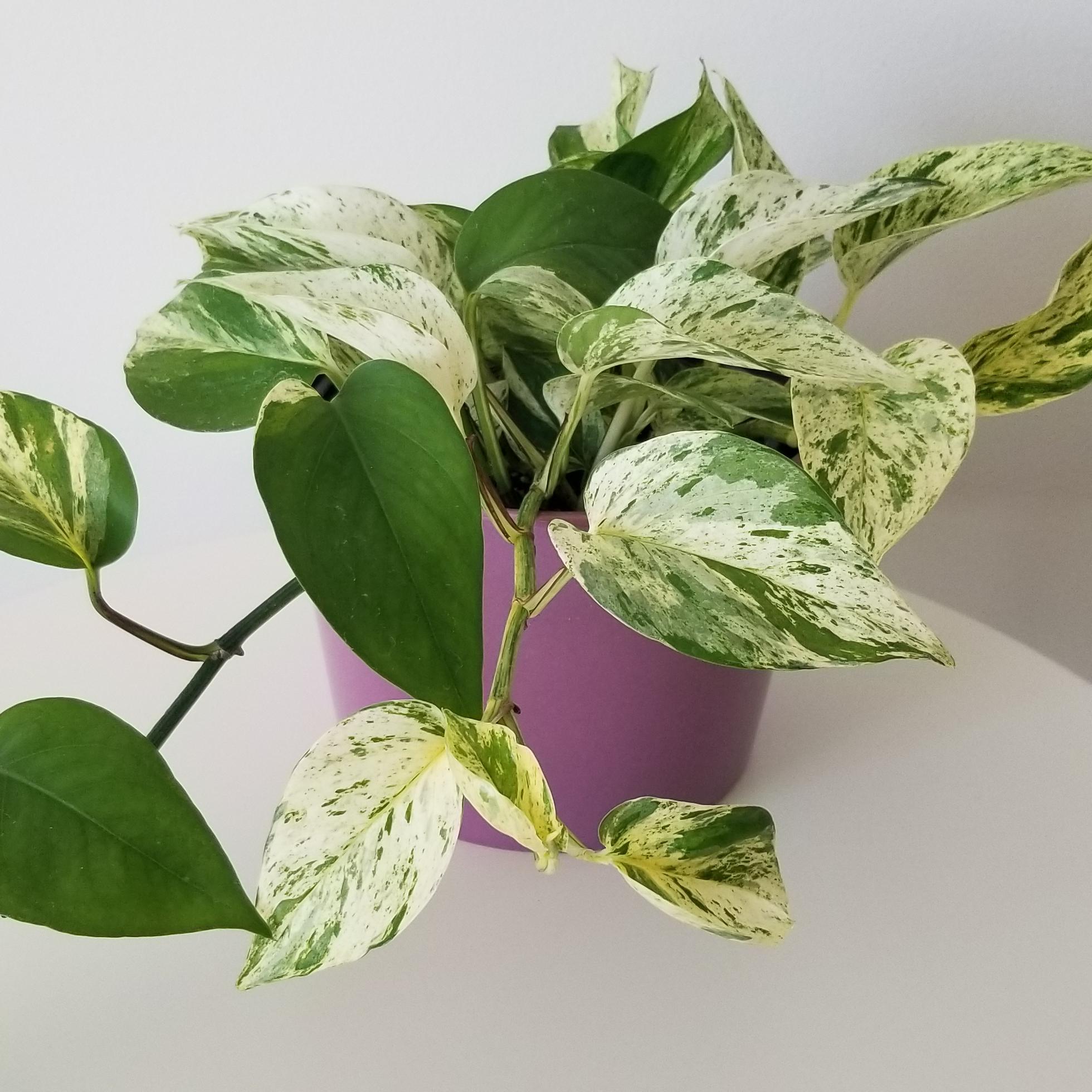 pothos marble queen in deco ceramic pot air-purifying indoor plants vines houseplants interior plant gifts Toronto Oakville Woodbridge Mississauga Etobicoke other GTA