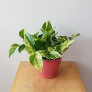 pothos marble queen in decorative ceramic container plant gifts indoor plants office plants houseplants Toronto Mississauga Oakville Etobicoke Markham other GTA